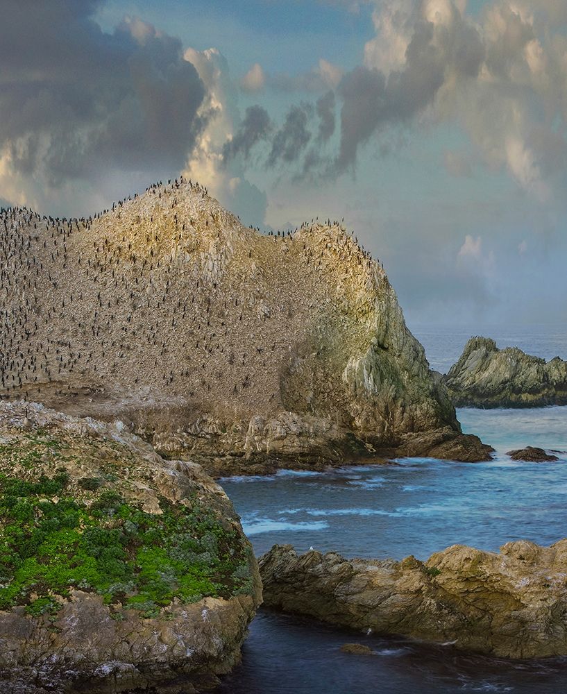 Bird Island-Point Lobos State reserve-California art print by Tim Fitzharris for $57.95 CAD