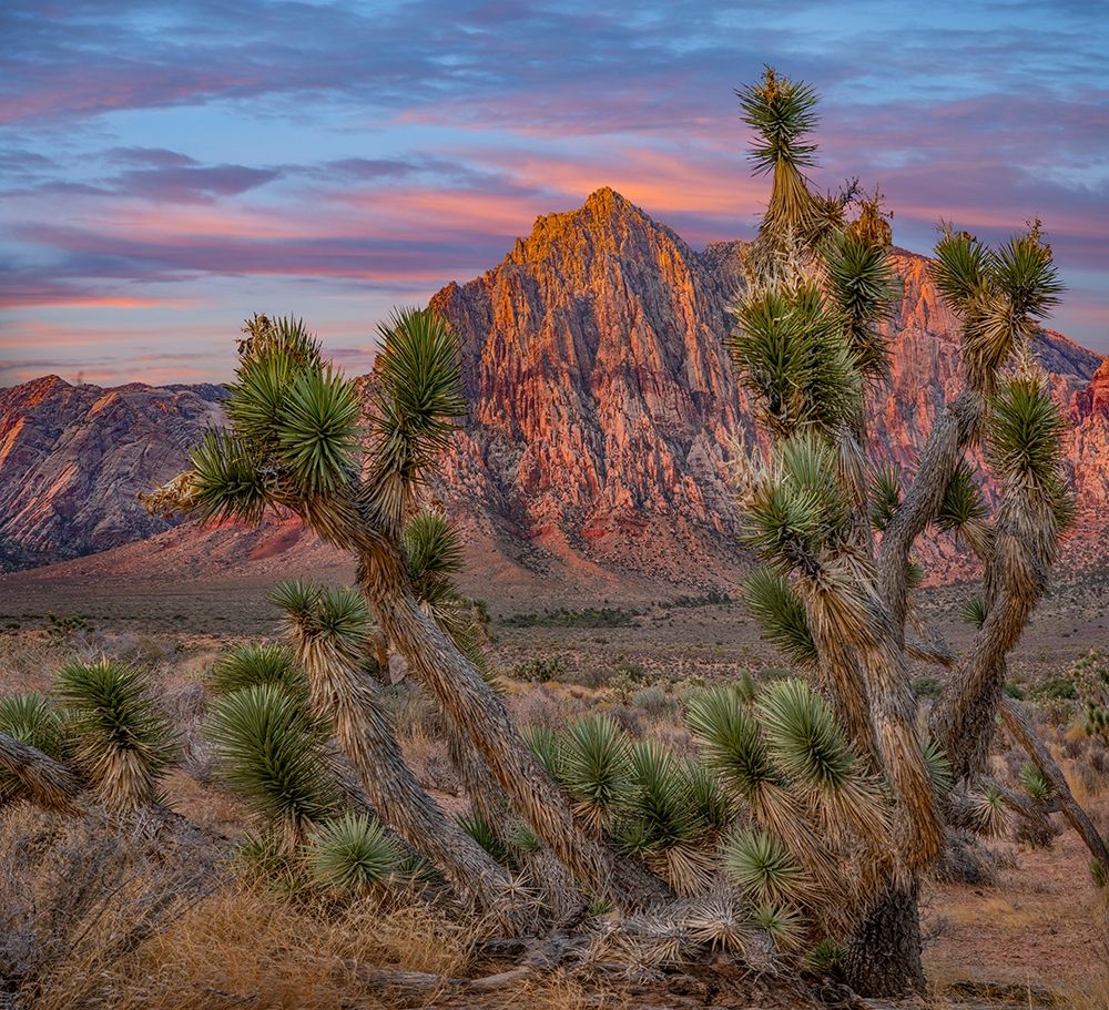 Spring Mountains at Red Rock Canyon National Conservation Area-Utah art print by Tim Fitzharris for $57.95 CAD