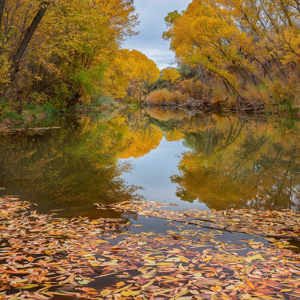 Verde River near Camp Verde-Arizona-USA art print by Tim Fitzharris for $57.95 CAD