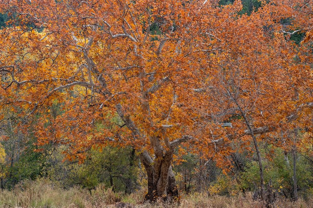 East Verde River-Arizona-USA art print by Tim Fitzharris for $57.95 CAD