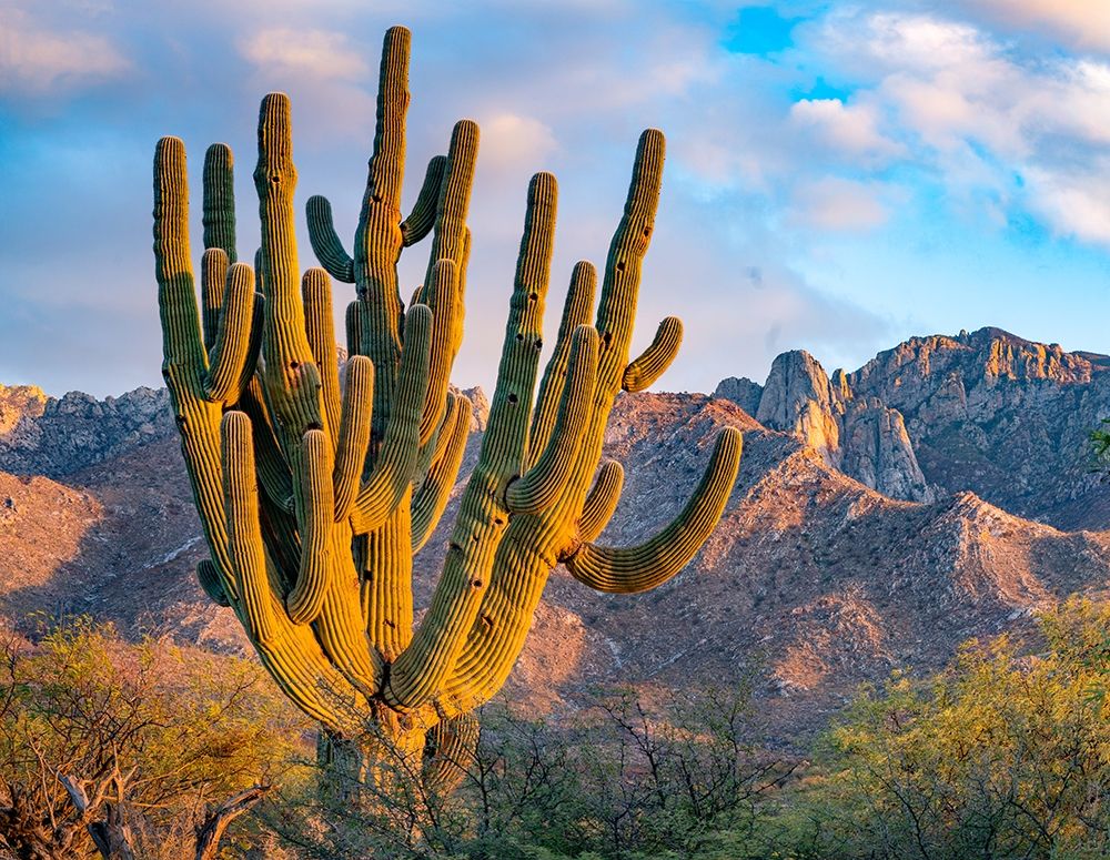 Santa Catalina Mountains-Catalina State Park-Arizona-USA art print by Tim Fitzharris for $57.95 CAD