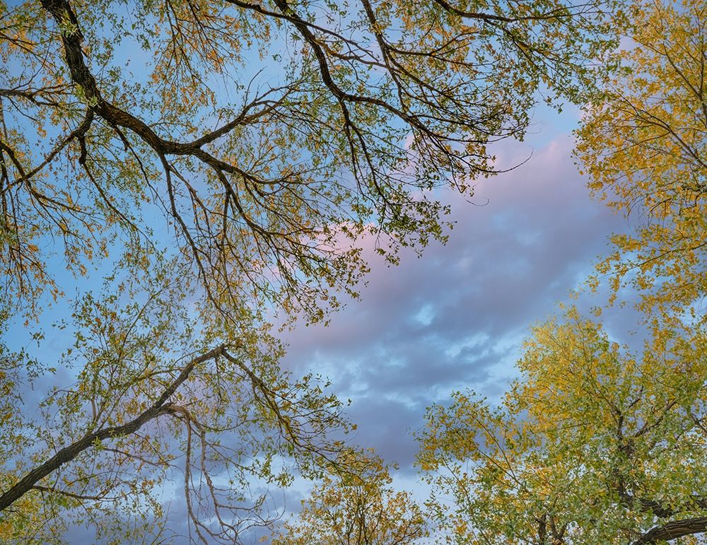 Cottonwood canopy-Verde River-Arizona-USA art print by Tim Fitzharris for $57.95 CAD