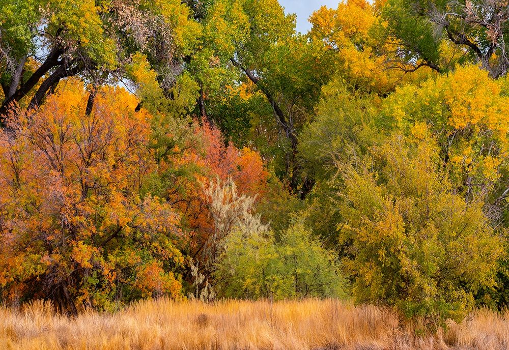 Verde River Valley Dead Horse Ranch State Park Arizona USA art print by Tim Fitzharris for $57.95 CAD
