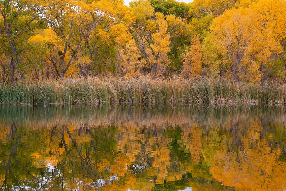 Lagoon Reflection-Dead Horse Ranch State Park-Arizona-USA art print by Tim Fitzharris for $57.95 CAD