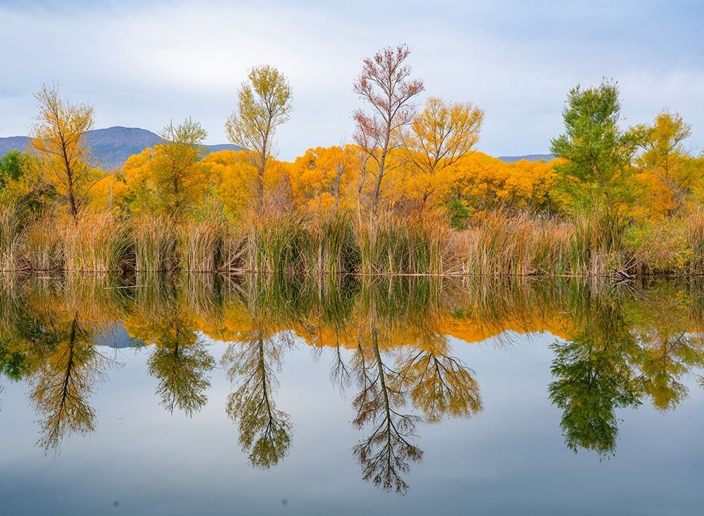 Lagoon Reflection-Dead Horse Ranch State Park-Arizona-USA art print by Tim Fitzharris for $57.95 CAD