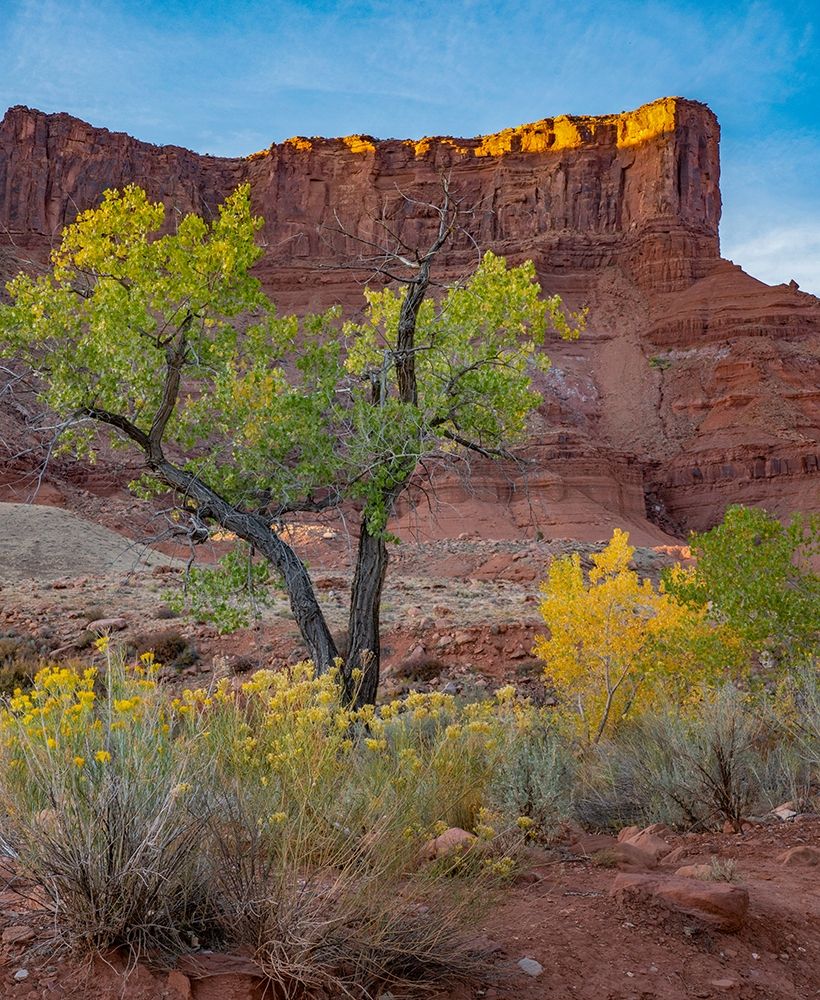 Porcupine Canyon on Colorado River near Castle Valley-Utah art print by Tim Fitzharris for $57.95 CAD