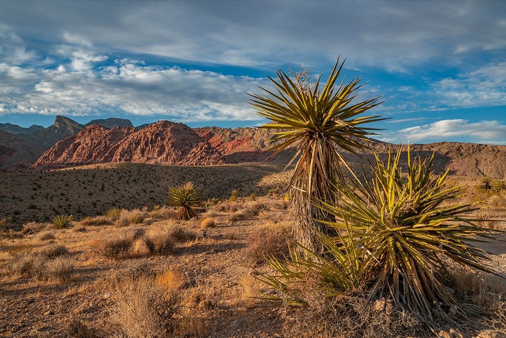 Red Rock Canyon National Conservation Area near Las Vegas-Nevada art print by Tim Fitzharris for $57.95 CAD
