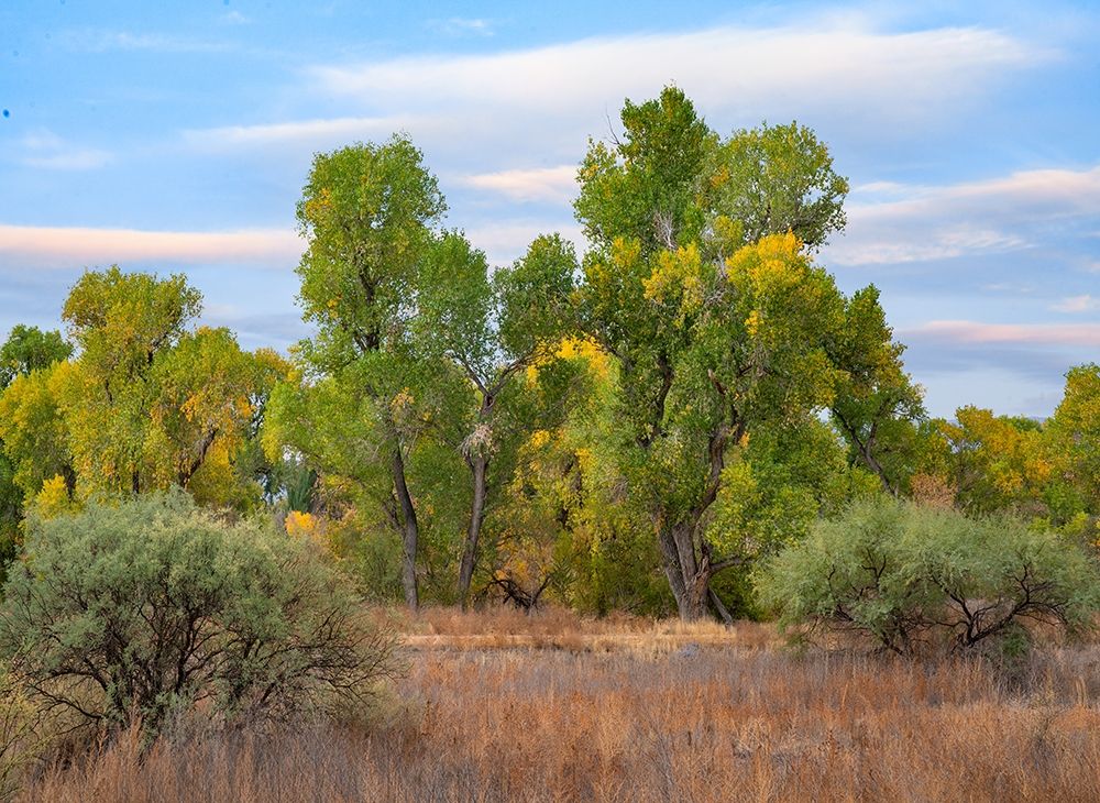 Riverine Forest-Dead Horse Ranch State Park-Arizona art print by Tim Fitzharris for $57.95 CAD