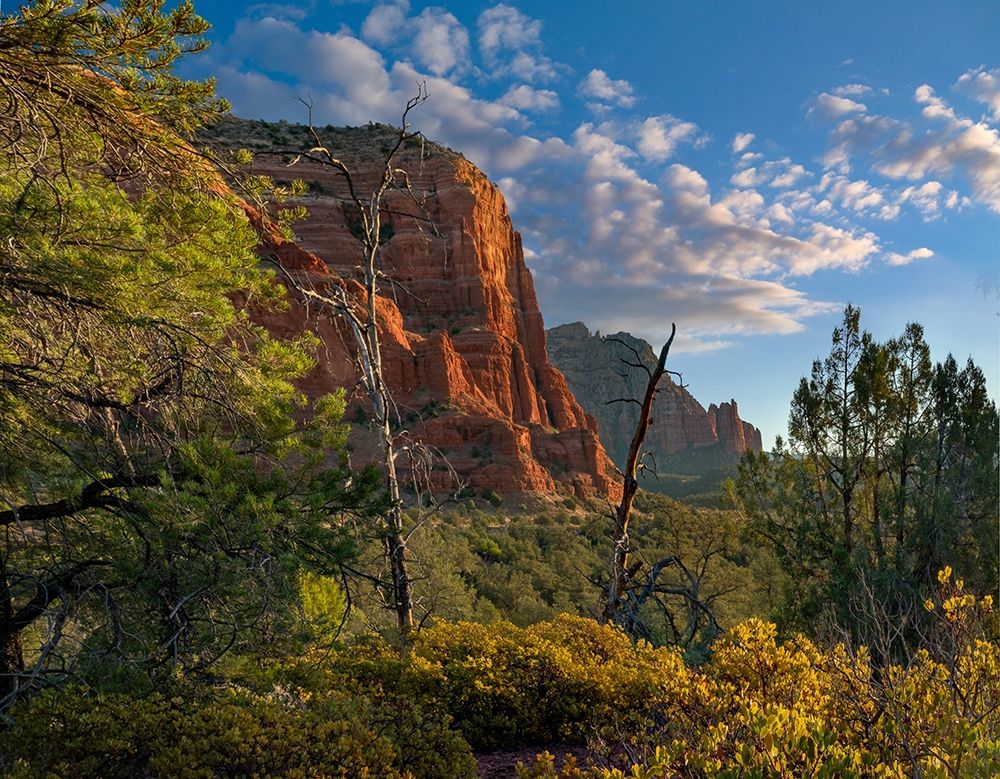 Coconino National Forest near Sedona-Arizona-USA art print by Tim Fitzharris for $57.95 CAD