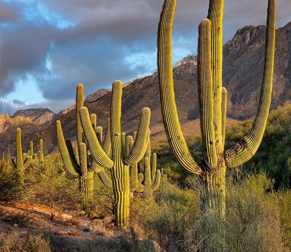 Santa Catlina Mountains-Catalina State Park-Arizona-USA art print by Tim Fitzharris for $57.95 CAD
