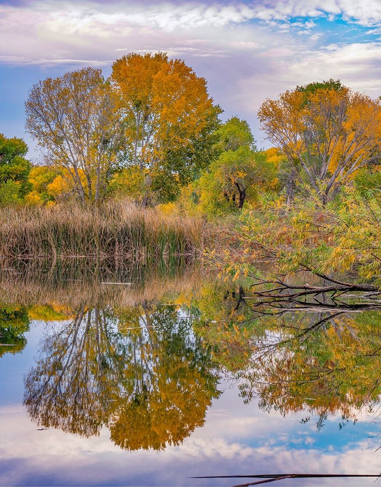 Verde River Valley-Lagoon at Dead Horse Ranch State Park-Arizona art print by Tim Fitzharris for $57.95 CAD