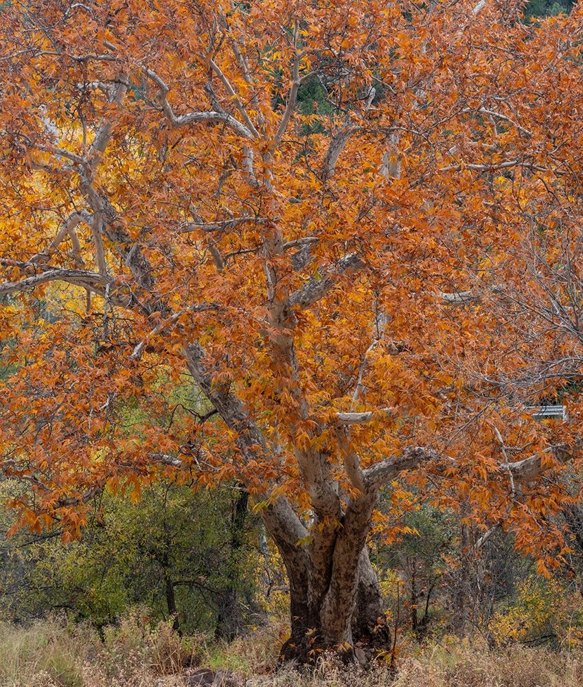 Sycamore Tree-East Verde River-Arizona-USA art print by Tim Fitzharris for $57.95 CAD