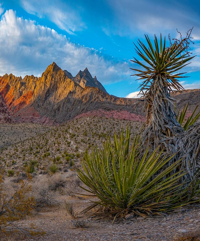 Red Rock Canyon National Conservation Area near Las Vegas-Nevada art print by Tim Fitzharris for $57.95 CAD