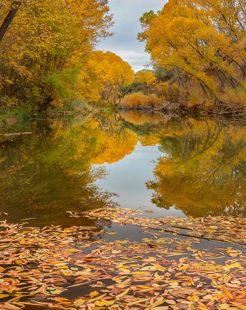 Verde River near Camp Verde-Arizona-USA art print by Tim Fitzharris for $57.95 CAD