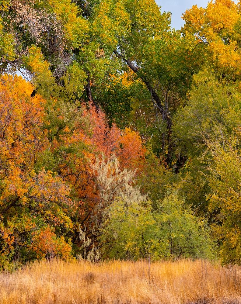 Verde River Valley near Camp Verde-Arizona-USA art print by Tim Fitzharris for $57.95 CAD