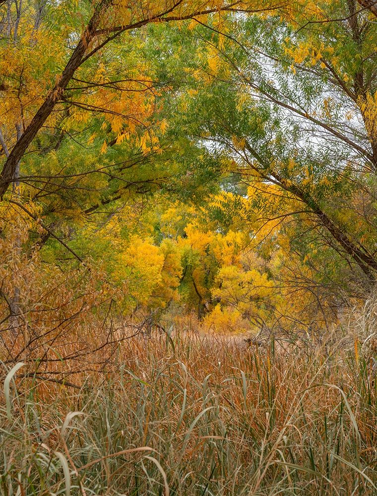 Verde River near Camp Verde-Arizona-USA art print by Tim Fitzharris for $57.95 CAD