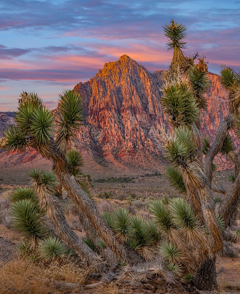 Red Rock Canyon National Conservation Area-Nevada-USA art print by Tim Fitzharris for $57.95 CAD