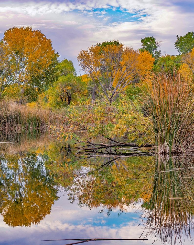 Dead Horse Ranch State Park-Arizona-USA art print by Tim Fitzharris for $57.95 CAD