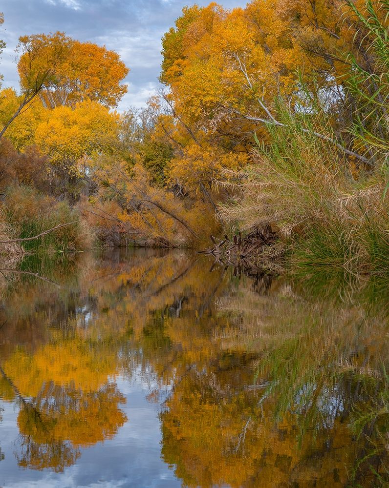 Dead Horse Ranch State Park-Arizona-USA art print by Tim Fitzharris for $57.95 CAD