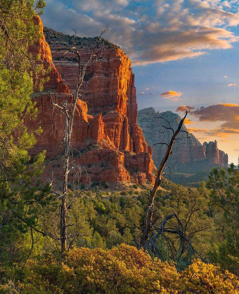 Coconino National Forest near Sedona-Arizona-USA art print by Tim Fitzharris for $57.95 CAD
