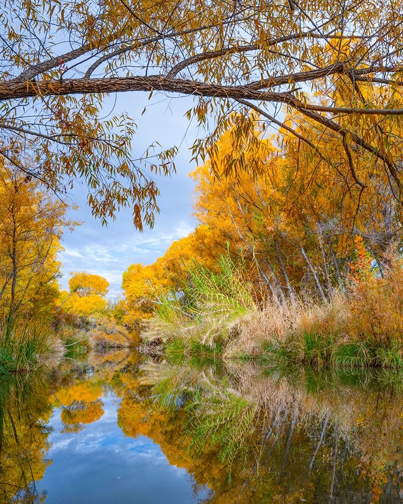 Dead Horse Ranch State Park-Arizona-USA art print by Tim Fitzharris for $57.95 CAD