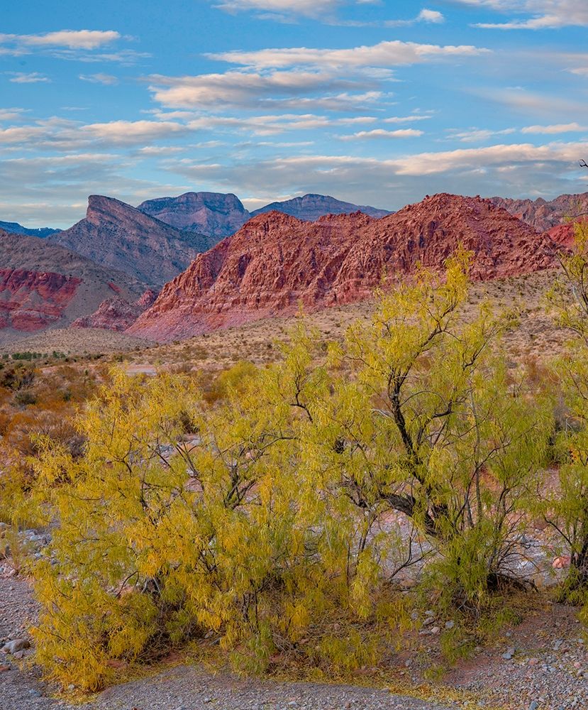 Calico Hills-Red Rock Canyon National Conservation Area-Nevada art print by Tim Fitzharris for $57.95 CAD