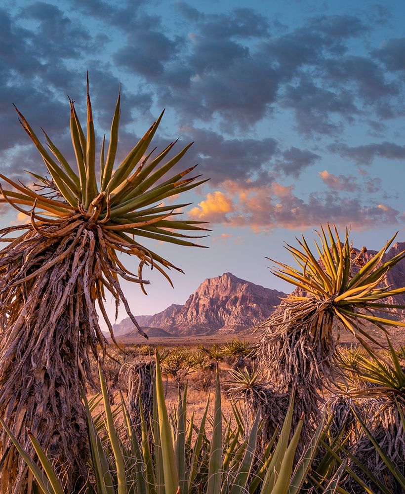 Red Rock Canyon National Conservation Area near Las Vegas-Nevada art print by Tim Fitzharris for $57.95 CAD