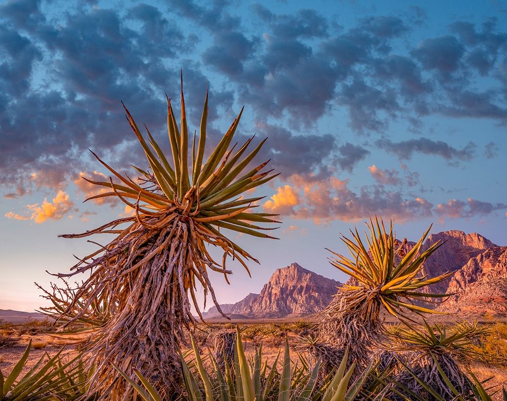 Red Rock Canyon National Conservation Area near Las Vegas-Nevada art print by Tim Fitzharris for $57.95 CAD