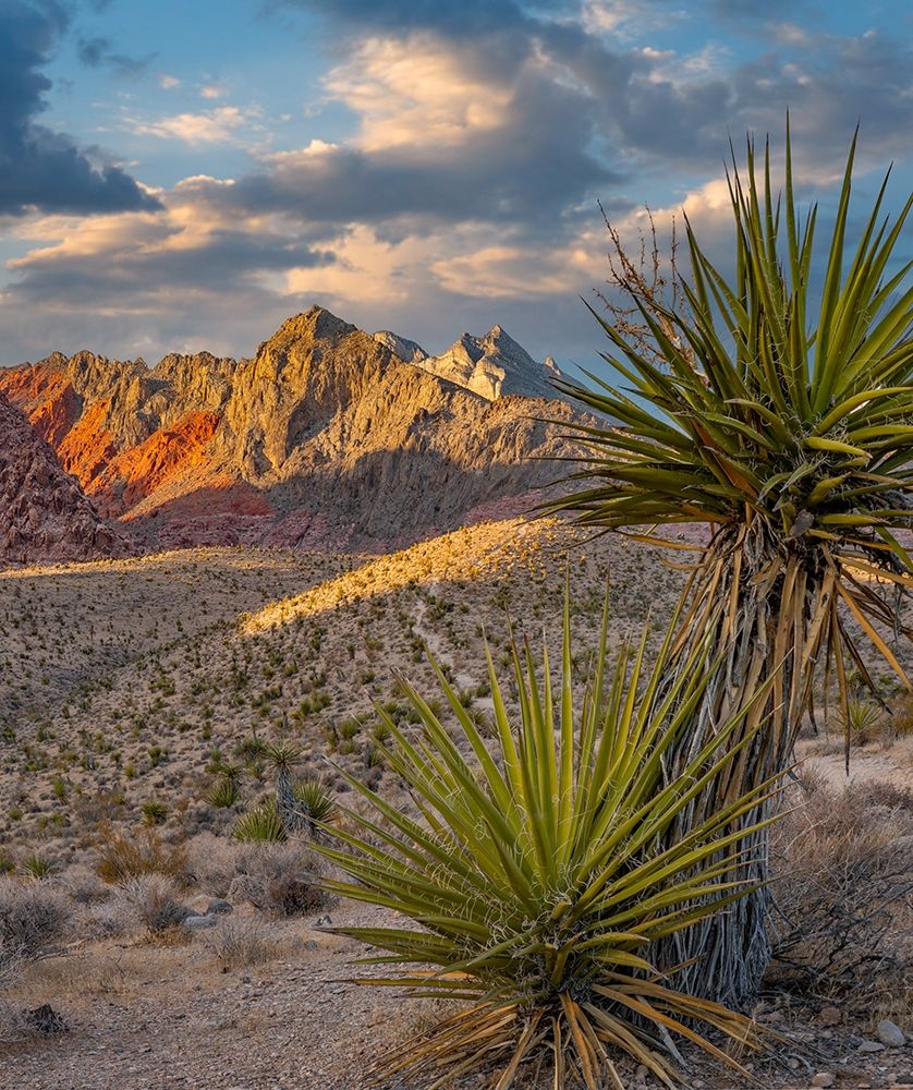 Red Rock Canyon National Conservation Area near Las Vegas-Nevada art print by Tim Fitzharris for $57.95 CAD
