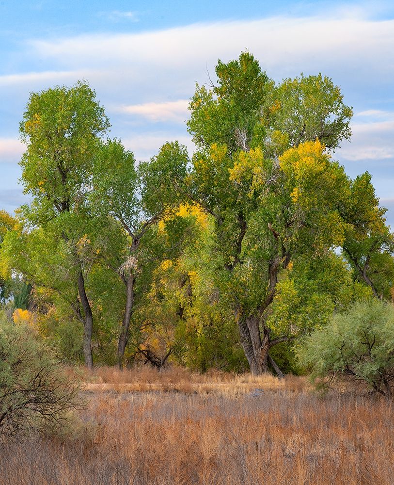 Riverine Forest-Dead Horse Ranch State Park-Arizona art print by Tim Fitzharris for $57.95 CAD