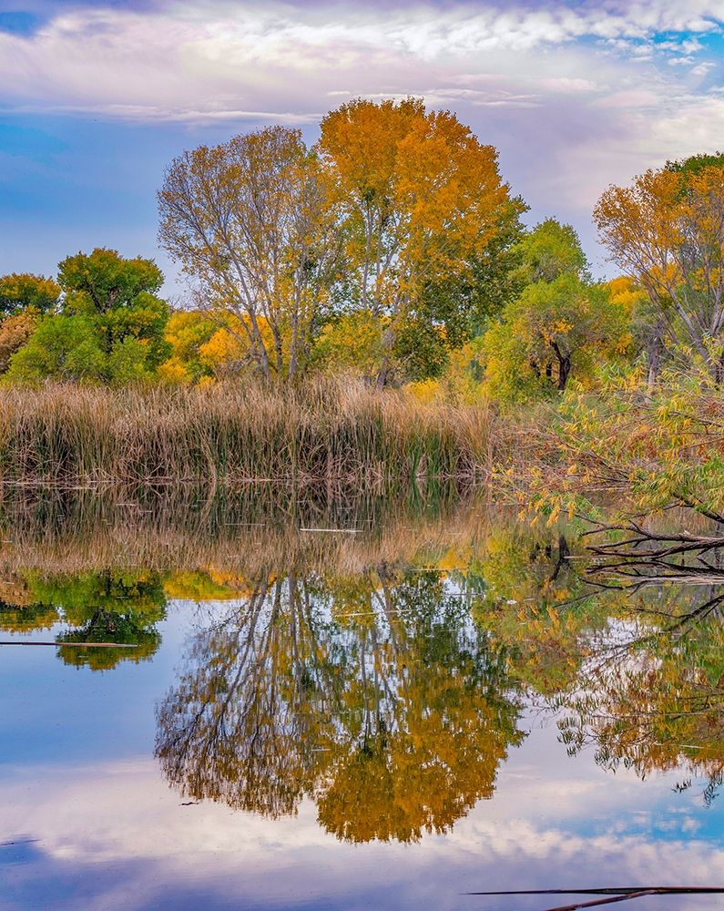 Dead Horse Ranch State Park-Arizona-USA art print by Tim Fitzharris for $57.95 CAD