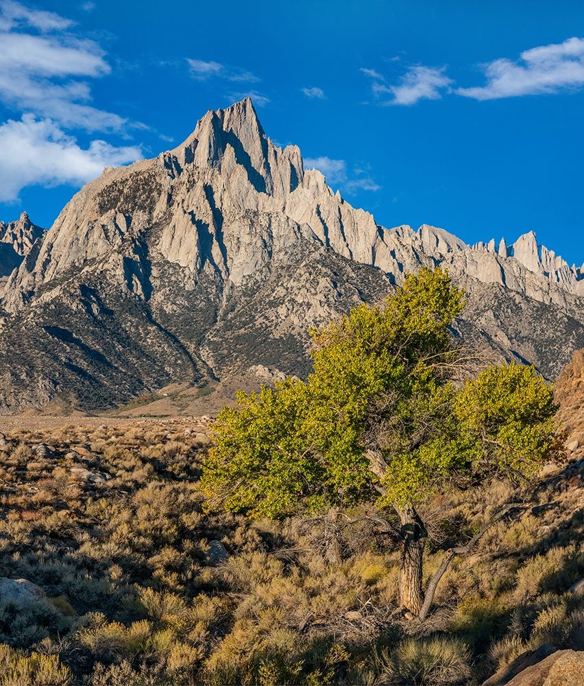 Lone Pine and Cottonwood Tree-Sierra Nevada-CA art print by Tim Fitzharris for $57.95 CAD