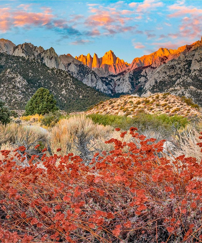 Mount Whitney-Sequoia National Park Inyo-National Forest-California art print by Tim Fitzharris for $57.95 CAD