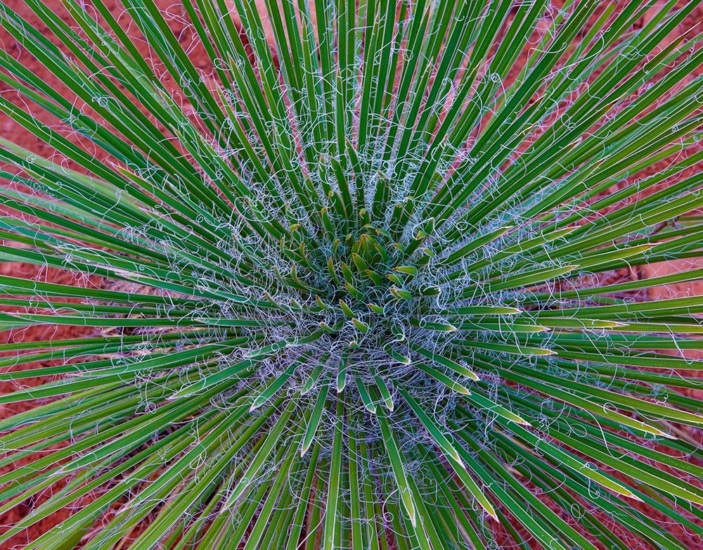 Narrow Leaf Agave art print by Tim Fitzharris for $57.95 CAD