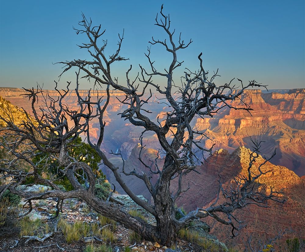 Dead Pine at Desert View art print by Tim Fitzharris for $57.95 CAD