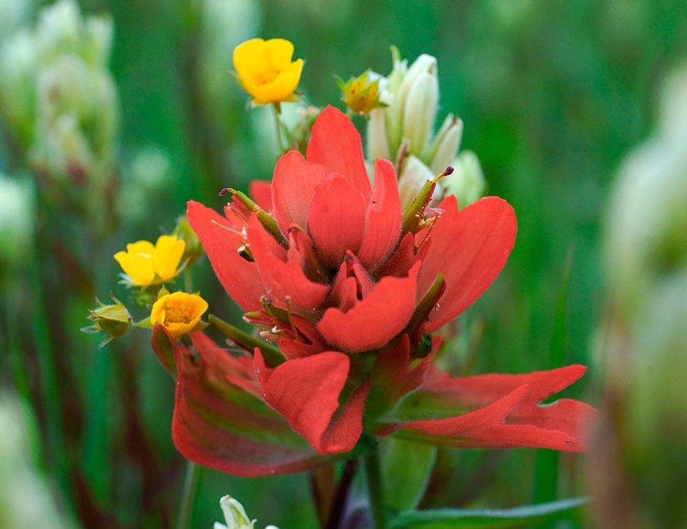 Red Paintbrush Colorado art print by Tim Fitzharris for $57.95 CAD