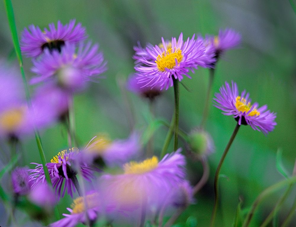 Mountain Daises art print by Tim Fitzharris for $57.95 CAD