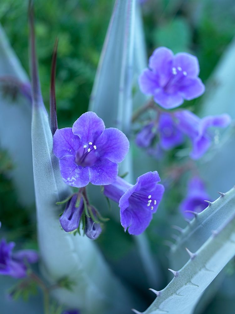 Blue Phacelia and Agave I art print by Tim Fitzharris for $57.95 CAD