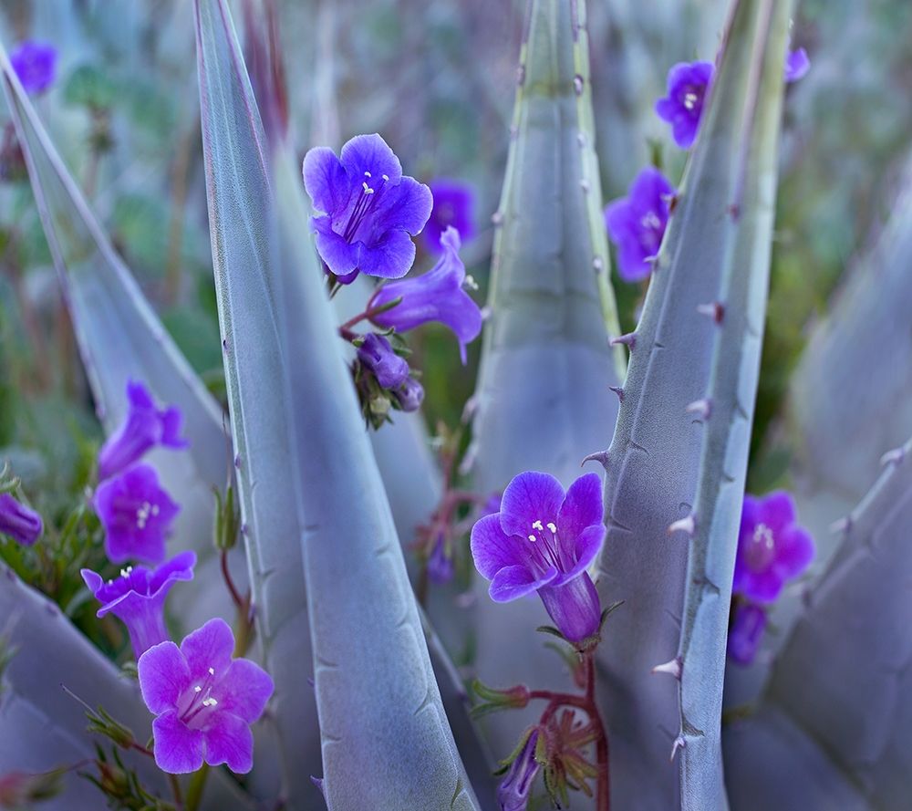 Blue Phacelia and Agave II art print by Tim Fitzharris for $57.95 CAD
