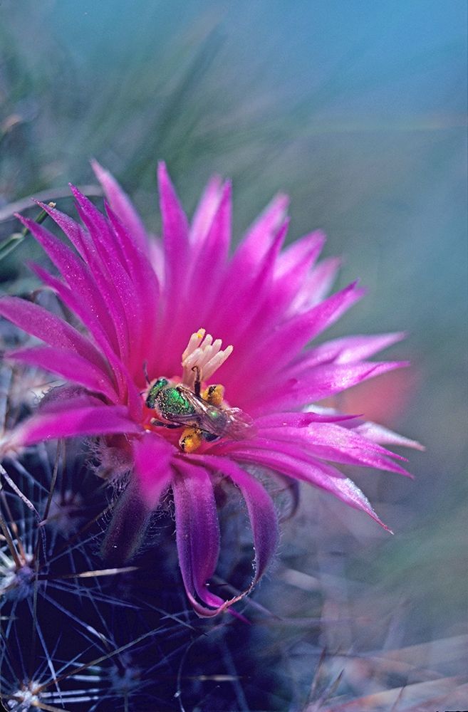 Bee in Hedgehog Cactus art print by Tim Fitzharris for $57.95 CAD