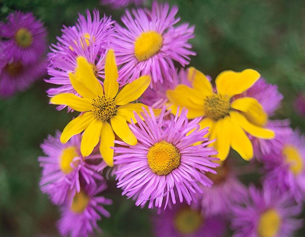 Little Sunflowers and Asters art print by Tim Fitzharris for $57.95 CAD