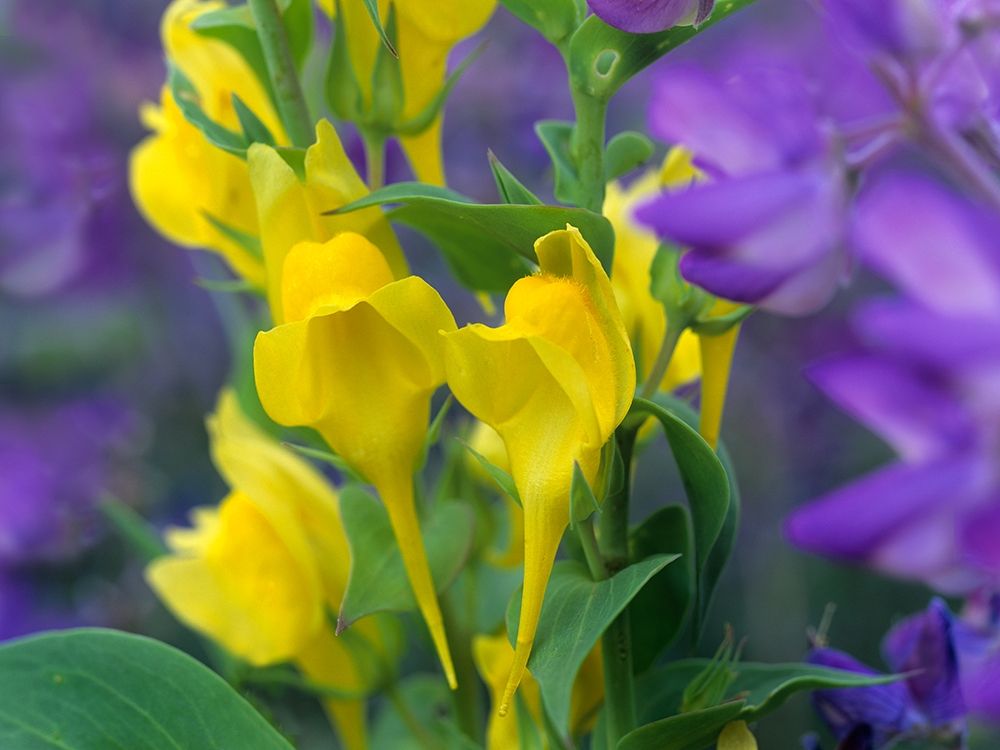 Butter and eggs with Lupines art print by Tim Fitzharris for $57.95 CAD