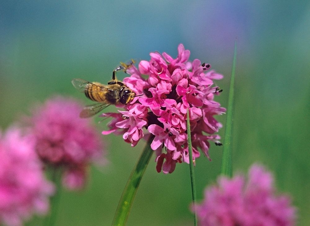 Bee on Sea Blush art print by Tim Fitzharris for $57.95 CAD
