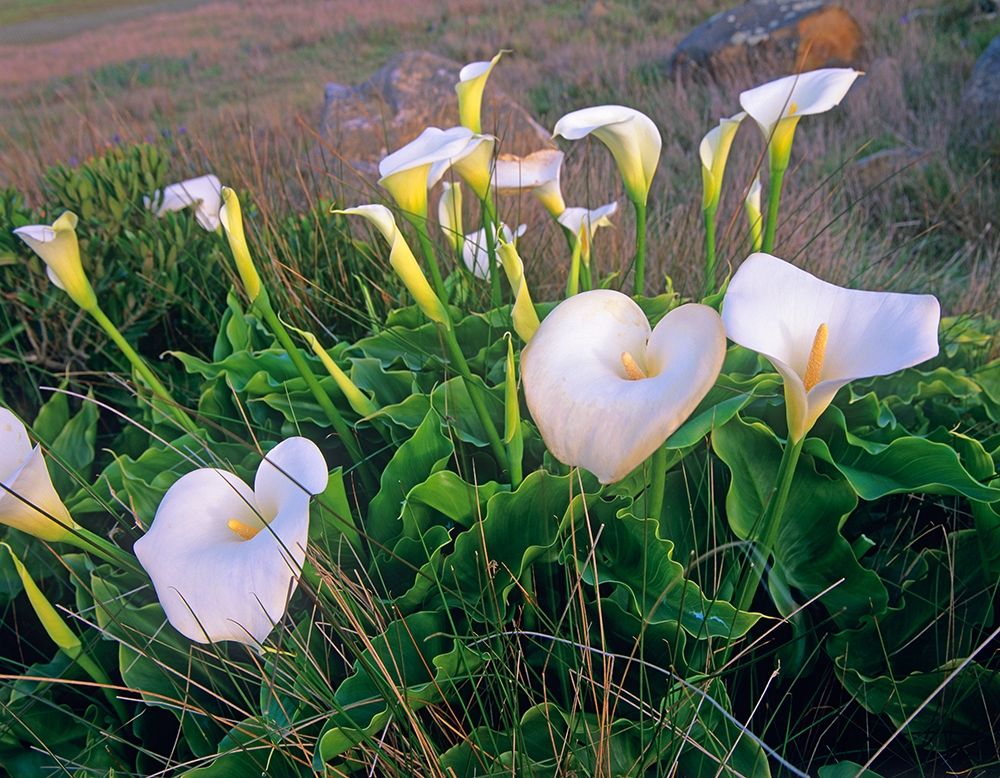 Calla Lilies art print by Tim Fitzharris for $57.95 CAD