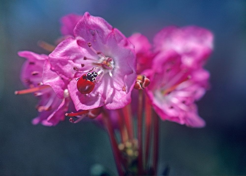 Spotless Ladybug art print by Tim Fitzharris for $57.95 CAD