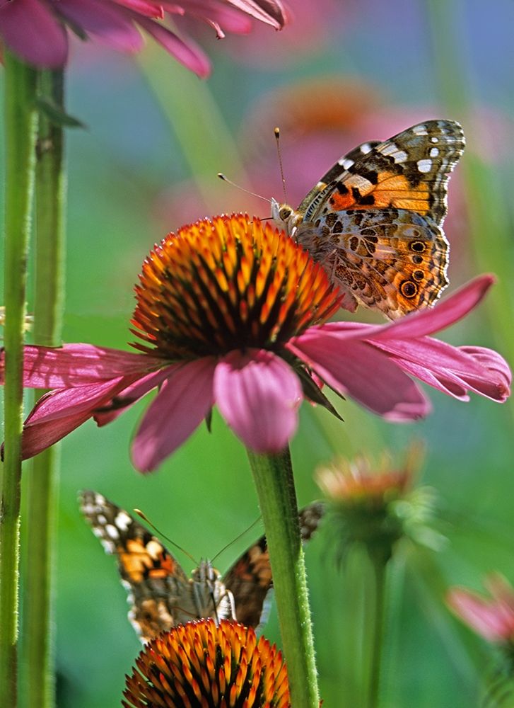 Painted Lady Butterfly art print by Tim Fitzharris for $57.95 CAD