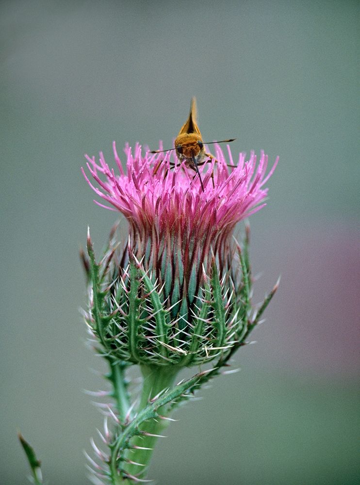 Least Skipper Butterfly on Bull Thistle art print by Tim Fitzharris for $57.95 CAD