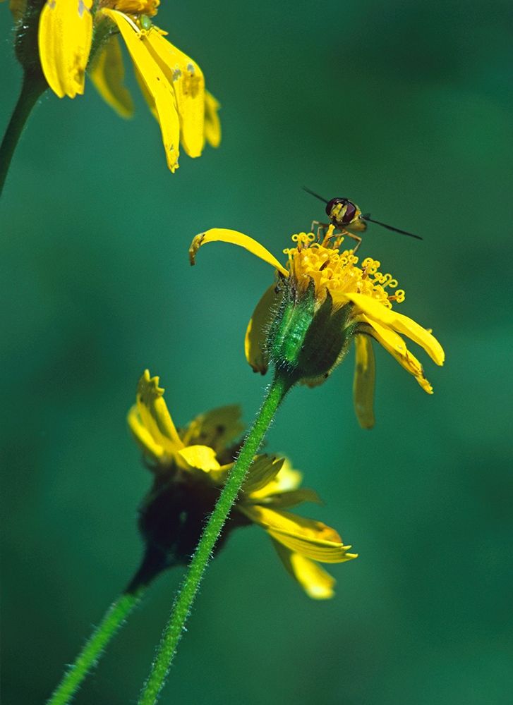 Bee on Golden Eyes Bloom art print by Tim Fitzharris for $57.95 CAD
