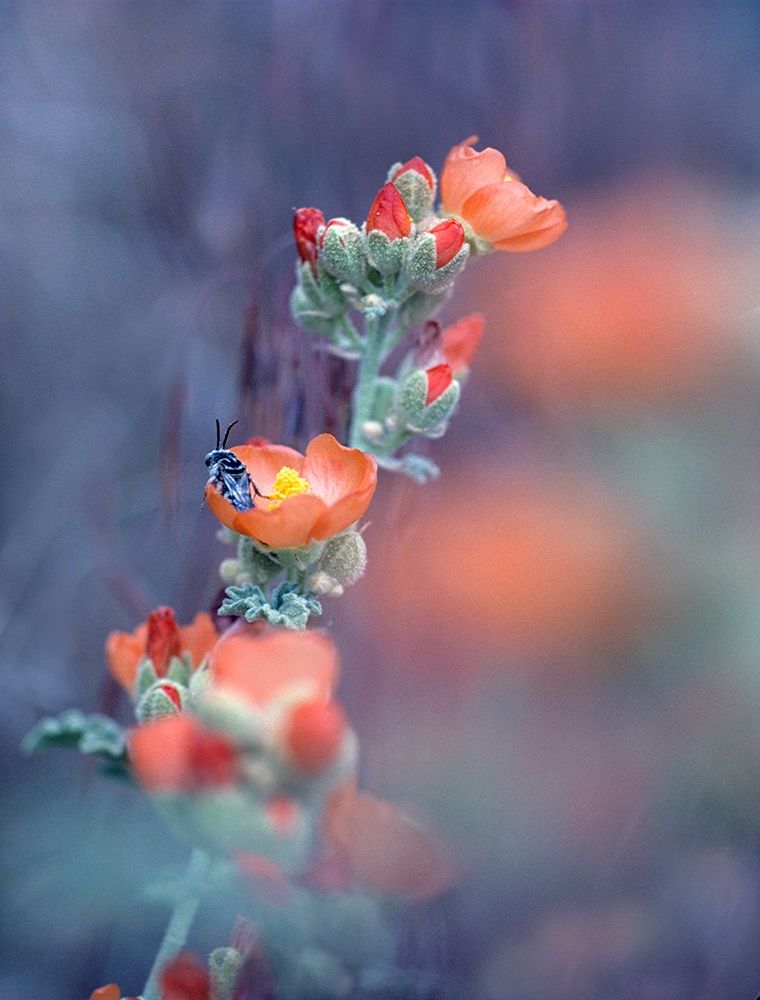 Desert Globemallow I art print by Tim Fitzharris for $57.95 CAD