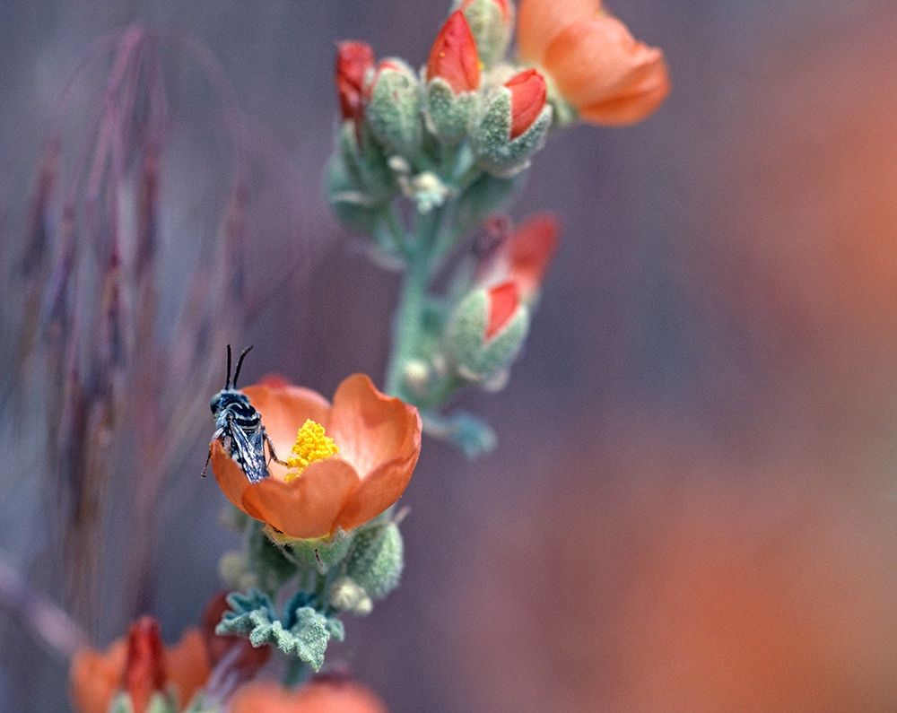 Desert Globemallow II art print by Tim Fitzharris for $57.95 CAD